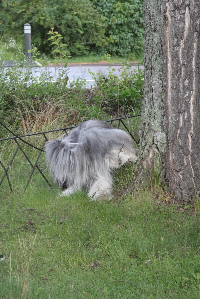 Början på vår Pee-cket List